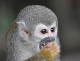 squirel-monkey-amazon-ecuador