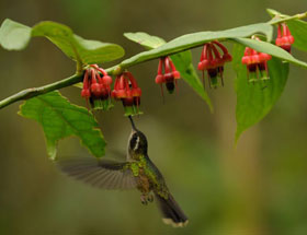 Ecuador hummingbird