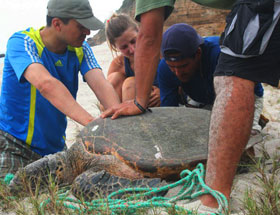 marine conservation volunteers